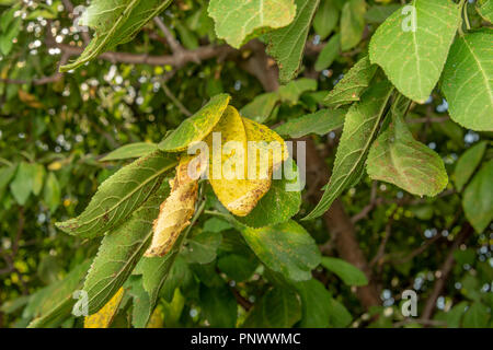 Krankheit der Blätter und Ranken von Birnen close-up von Schäden zu verrotten und Parasiten. Das Konzept der Schutz des gewerblichen Birne Garten Stockfoto