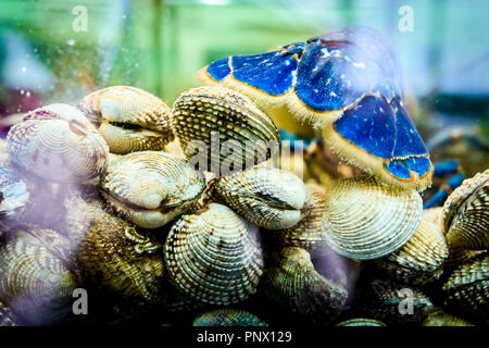 Ansicht von hinten auf den Schwanz von live Exotische und teure Krebse im Aquarium auf Stapel lebende Muscheln, Tank an der traditionellen Seafood Restaurant zum Verkauf gestellt. Stockfoto