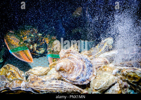 Live Exotische und teure Krebse mit gebunden Klauen unter Austern sind im Aquarium, Tank an der traditionellen Seafood Restaurant zum Verkauf. Stockfoto