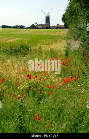 Mohnblumen auf dem Feld mit Bircham Windmill jenseits, Norfolk, England Stockfoto