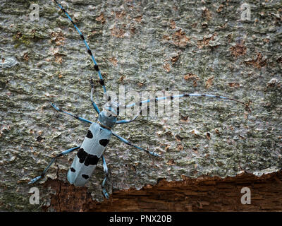 Weibliche Alpine longhorn Beetle (Rosalia alpina, Cerambycidae) auf einer Buche Stockfoto