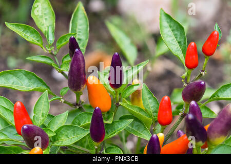 Kleine red hot chili peppers Close-up. Capsicum frutescens. Wachsende Pflanze detail. Garten Bett, Gewächshaus. Pikanter bio Paprikaschoten, grüne Blätter. Capsaicin. Stockfoto