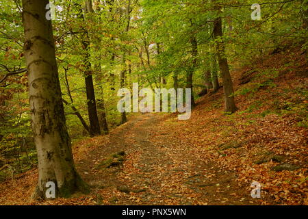 Einsamkeit und Ruhe eines Herbst Wald. Stockfoto