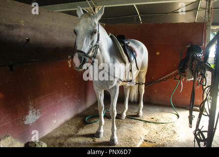 Weißes Pferd im Stall fertig gereinigt werden Stockfoto