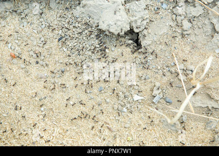 Zucker Ameisen sammeln um das Loch von ihrem Nest. Schwarze Ameisen in der Wüste in der Nähe eines Ameisenhaufens. Schwarze Ameisen in der Wüste in der Nähe eines Ameisenhaufens. Stockfoto
