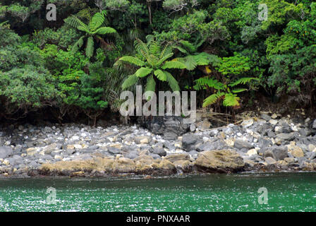 Kontraste von üppigen tropischen Farnen wächst am Ufer eines schneebedeckten Fjord. im Milford Sound, Southland, Neuseeland. Stockfoto