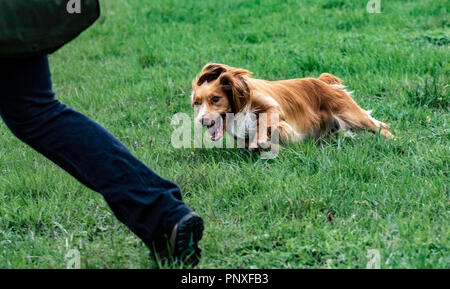 Spaniel Ausbildung Chatsworth Stockfoto