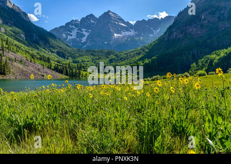 Blühende Tal - Frühling bei Maroon Creek Valley, Aspen, Colorado, USA. Stockfoto