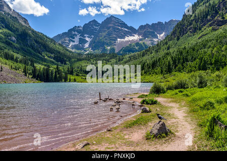 Spring Mountain See - ein Schwarm Gänse spielen im Frühjahr Maroon See an der Basis der kastanienbraunen Glocken, Aspen, Colorado, USA. Stockfoto