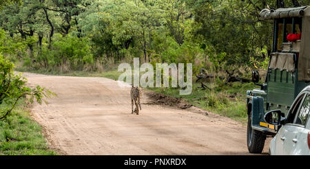 Cheetah zu Fuß auf der Straße in den Krüger National Park, Südafrika Stockfoto