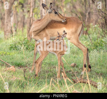 Eine afrikanische Impala Mutter und Baby in Südafrika! Stockfoto