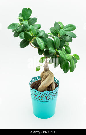 Schöne kleine Bonsai Baum in einem türkis Blumentopf auf weißem Hintergrund mit einen Freistellungspfad isoliert. Stockfoto