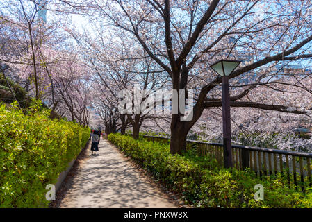 Kirschblüte in Tokio bei Meguro Fluss, Japan Meguro Fluss Sakura Festival. Stockfoto