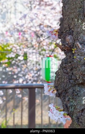 Kirschblüte in Tokio bei Meguro Fluss, Japan Meguro Fluss Sakura Festival. Stockfoto