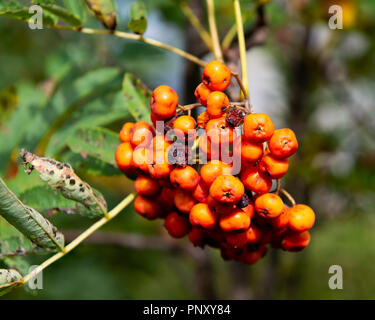 Orange Beeren auf einem Mountain-Ash Baum, Sorbus Americanus, im Frühherbst in den Adirondack Mountains, NY, USA Stockfoto