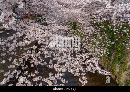 Kirschblüte in Tokio bei Meguro Fluss, Japan Meguro Fluss Sakura Festival. Stockfoto