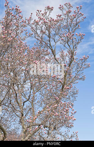 Die rosa Knospen einer Untertasse Magnolienbaum beginnen zu blühen, die vor dem Hintergrund der blauen Himmel und weiße wispy cirrus Wolken an einem Frühlingstag. Stockfoto