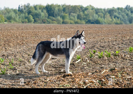 Siberian Husky auf einem Feld in den Tag. Nahaufnahme Stockfoto