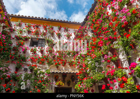 Viele rote Geranien in Blumentöpfe im Hof auf einer Hauswand, Fiesta de los Patios, Córdoba, Andalusien, Spanien Stockfoto