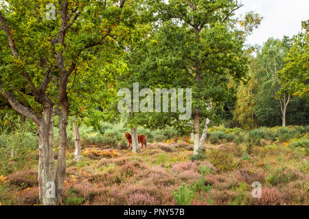 Eine Kastanie Braun Islandpferd Schürfwunden in Wald- und Purple Heather im Smart Heath gemeinsame, Mayford, Woking, Surrey, UK im Herbst Stockfoto