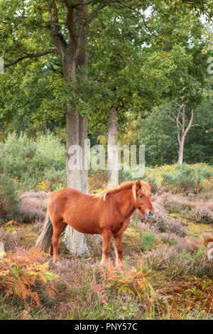 Eine Kastanie Braun Islandpferd Schürfwunden in Wald- und Purple Heather im Smart Heath gemeinsame, Mayford, Woking, Surrey, UK im Herbst Stockfoto