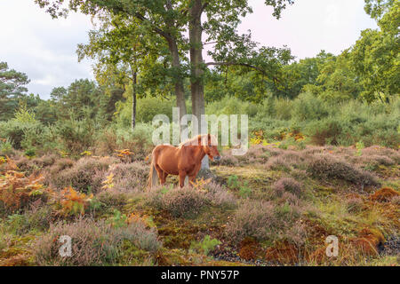 Eine Kastanie Braun Islandpferd Schürfwunden in Wald- und Purple Heather im Smart Heath gemeinsame, Mayford, Woking, Surrey, UK im Herbst Stockfoto