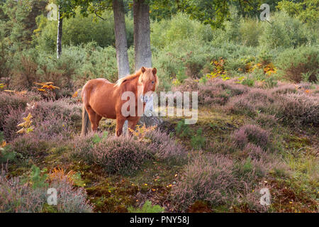 Eine Kastanie Braun Islandpferd Schürfwunden in Wald- und Purple Heather im Smart Heath gemeinsame, Mayford, Woking, Surrey, UK im Herbst Stockfoto