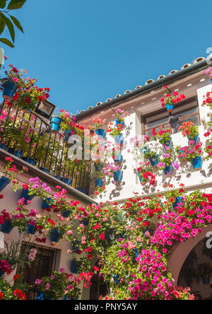 Viele rote Geranien blau Blumentöpfe im Hof auf einer Hauswand, Fiesta de los Patios, Córdoba, Andalusien, Spanien Stockfoto