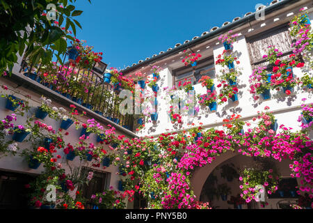 Viele rote Geranien blau Blumentöpfe im Hof auf einer Hauswand, Fiesta de los Patios, Córdoba, Andalusien, Spanien Stockfoto