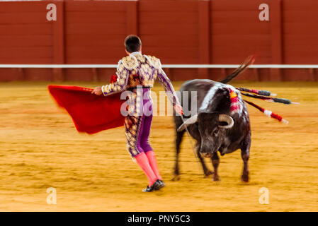 Racing Bull mit Matador, Torero oder Toureiro in traditioneller Kleidung, Dritter Teil, so genannte Faena, Stierkampf, Stierkampfarena Plaza de Stockfoto