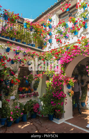 Viele rote Geranien blau Blumentöpfe im Hof auf einer Hauswand, Fiesta de los Patios, Córdoba, Andalusien, Spanien Stockfoto