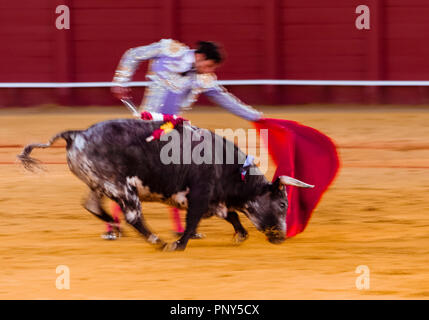 Racing Bull mit Matador, Torero oder Toureiro in traditioneller Kleidung, Dritter Teil, so genannte Faena, Stierkampf, Stierkampfarena Plaza de Stockfoto