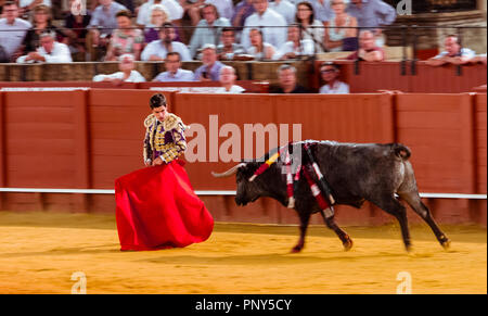 Racing Bull mit Matador, Torero oder Toureiro in traditioneller Kleidung, Dritter Teil, so genannte Faena, Stierkampf, Stierkampfarena Plaza de Stockfoto