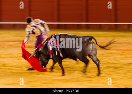 Racing Bull mit Matador, Torero oder Toureiro in traditioneller Kleidung, Dritter Teil, so genannte Faena, Stierkampf, Stierkampfarena Plaza de Stockfoto