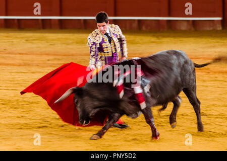 Racing Bull mit Matador, Torero oder Toureiro in traditioneller Kleidung, Dritter Teil, so genannte Faena, Stierkampf, Stierkampfarena Plaza de Stockfoto