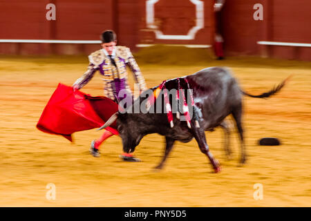 Racing Bull mit Matador, Torero oder Toureiro in traditioneller Kleidung, Dritter Teil, so genannte Faena, Stierkampf, Stierkampfarena Plaza de Stockfoto