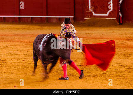 Racing Bull mit Matador, Torero oder Toureiro in traditioneller Kleidung, Dritter Teil, so genannte Faena, Stierkampf, Stierkampfarena Plaza de Stockfoto