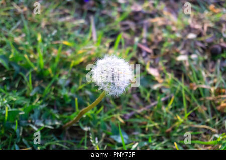 Löwenzahn Stockfoto