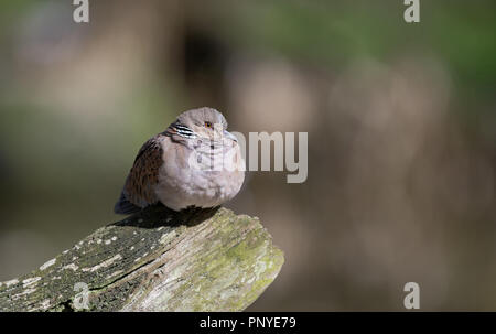 Turtle Dove-Streptopelia turtur. Stockfoto