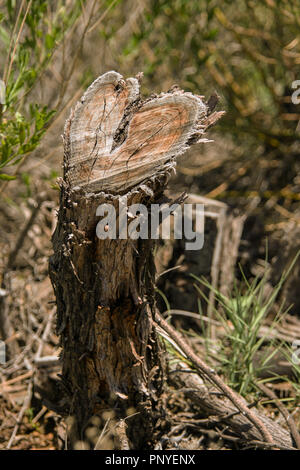 Baumstumpf in Herzform Stockfoto