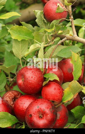 Ein apple tree branch mit Obst gefüllt Stockfoto