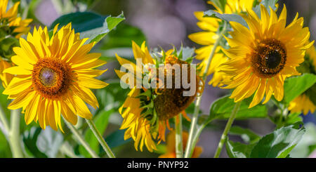 Lebendige Sonnenblumen blühen im Sonnenlicht. Stockfoto