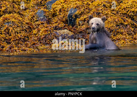 Cute 1/2 Jahr alte Grizzly Bear Cub (Ursus arctos) Nahrungssuche entlang der niedrigen tideline im Knight Inlet, erste Nationen Territorium, Great Bear Rainforest, Bri Stockfoto