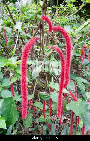Amaranthus caudatus geht auch durch Liebe - Lügen - Blutungen, Anhänger Amaranth, Quaste Blume, samt Blume und Fuchsschwanz Fuchsschwanz. Stockfoto