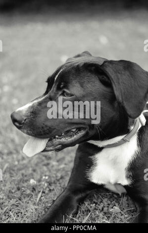 Schwarzer Mischling Hund liegend im Gras Stockfoto
