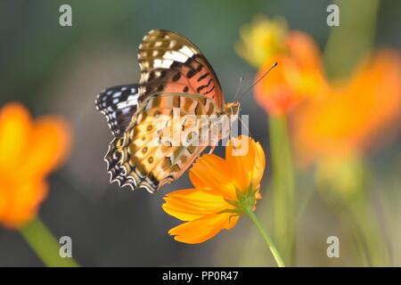 Makro Details Schmetterling auf Sommer Kosmos Blume Stockfoto