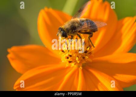 Makro Details der Honigbienen auf Sommer Kosmos Blume Stockfoto