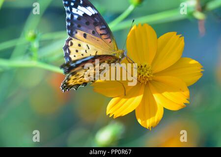 Makro Details Schmetterling auf Sommer Kosmos Blume Stockfoto