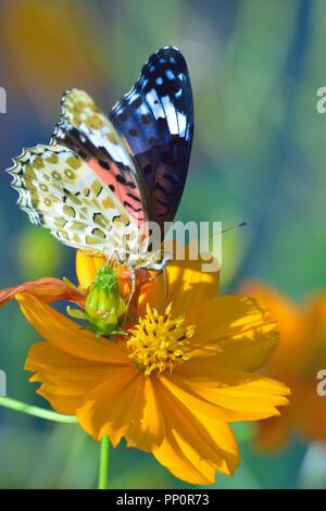 Makro Details Schmetterling auf Sommer Kosmos Blume Stockfoto