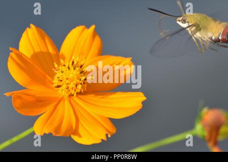 Makro Details der Honigbienen auf Sommer Kosmos Blume Stockfoto